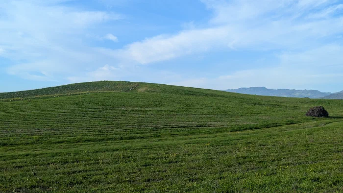 Rolling green hills under a blue sky with thin clouds, photographed at the Sonoma County spot where the Windows XP Bliss wallpaper was taken.
